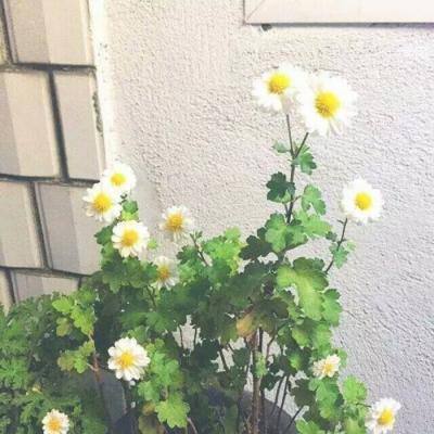 三国之云动乾坤正版手游下载